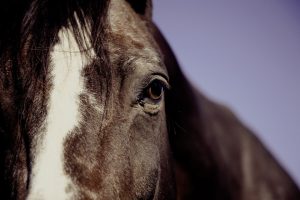 Cuidados primordiales para tu caballo