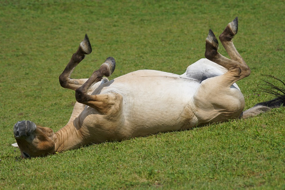 8-curiosidades-sobre-los-caballos-cl-nica-equina-axati